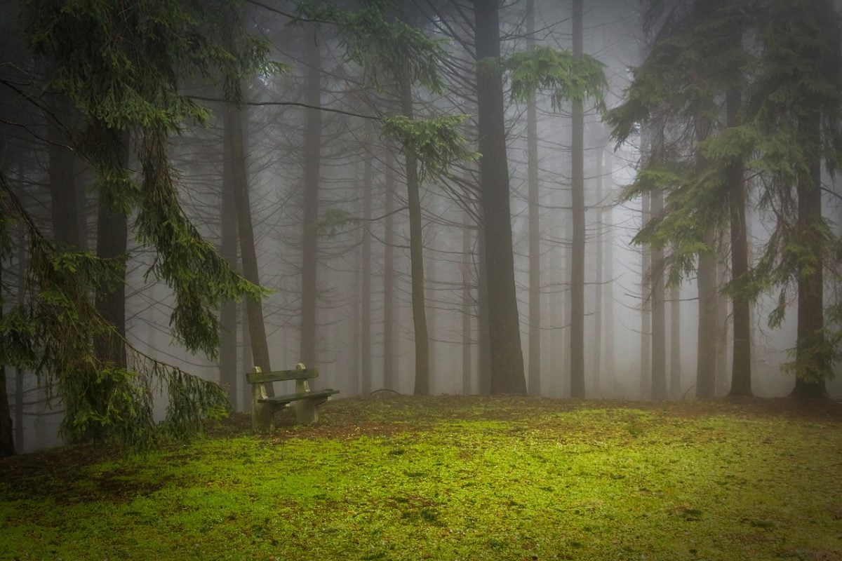 visit the black forest in germany