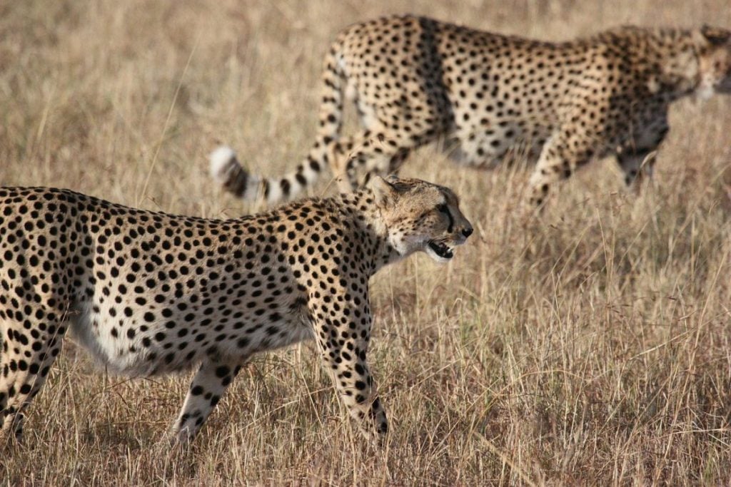 visit south africa to spot African wildlife