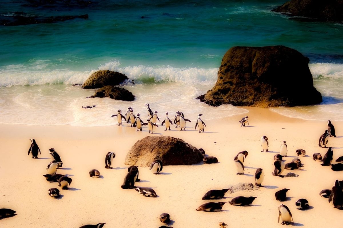 penguins in South Africa