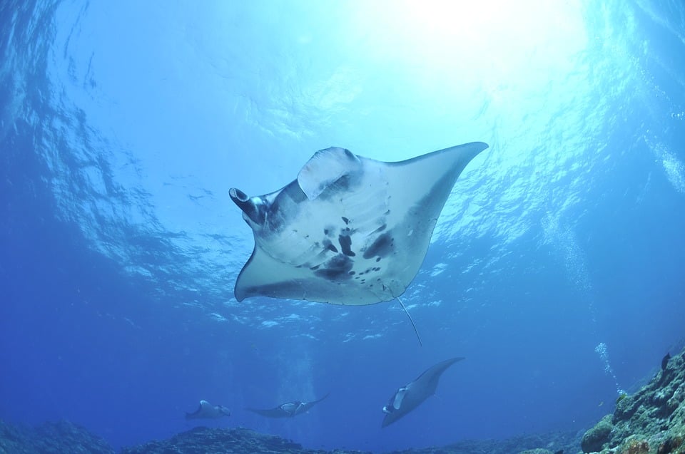 scuba diving ecuador