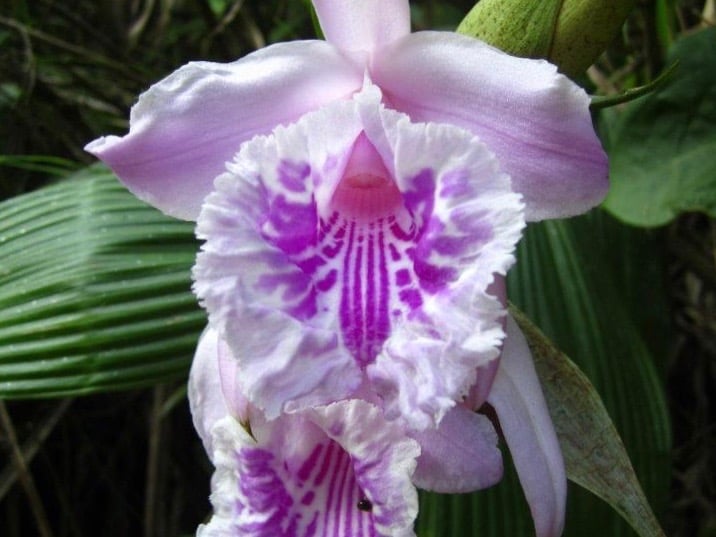 flowers of ecuador