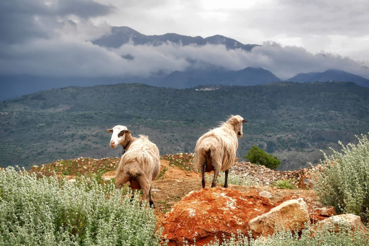 goats and best things to do in crete