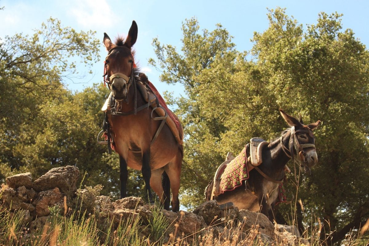 Donkeys on Hydra - tourist attraction in the Saronic Gulf Islands