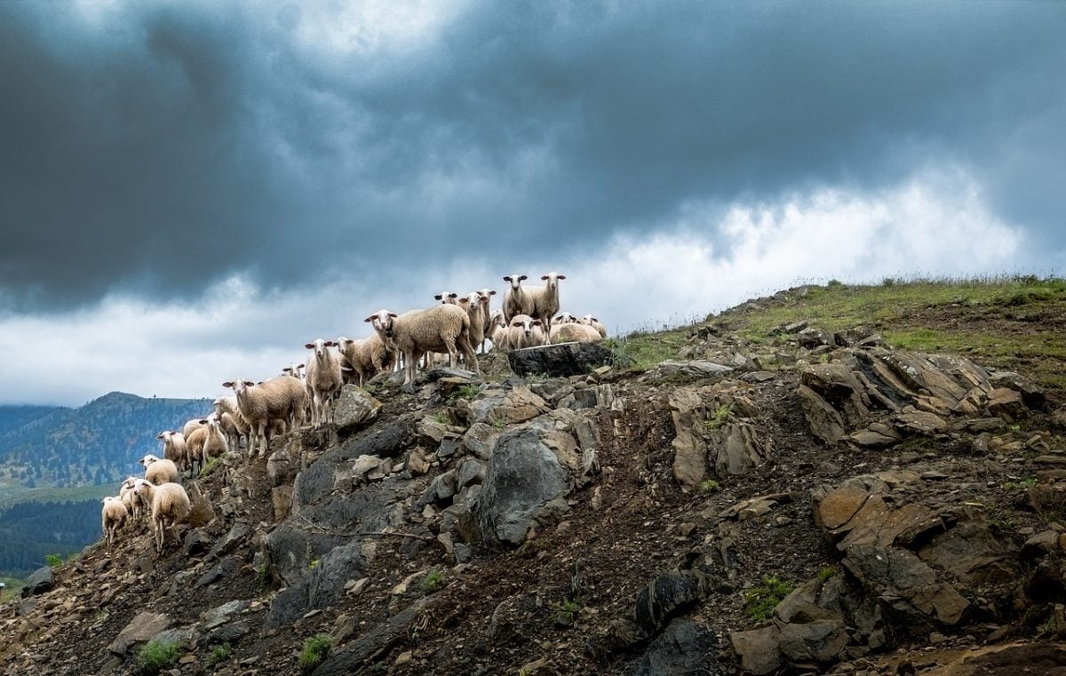 Goats on a mountain during stormy weather in Greece