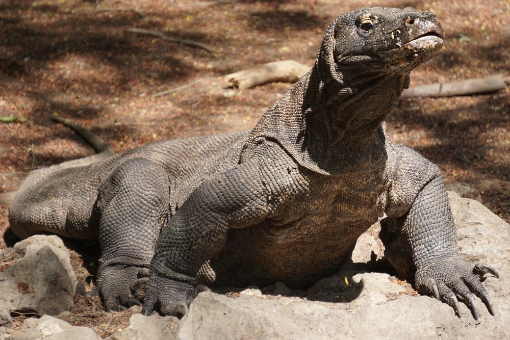 Komodo dragons in Indonesia.