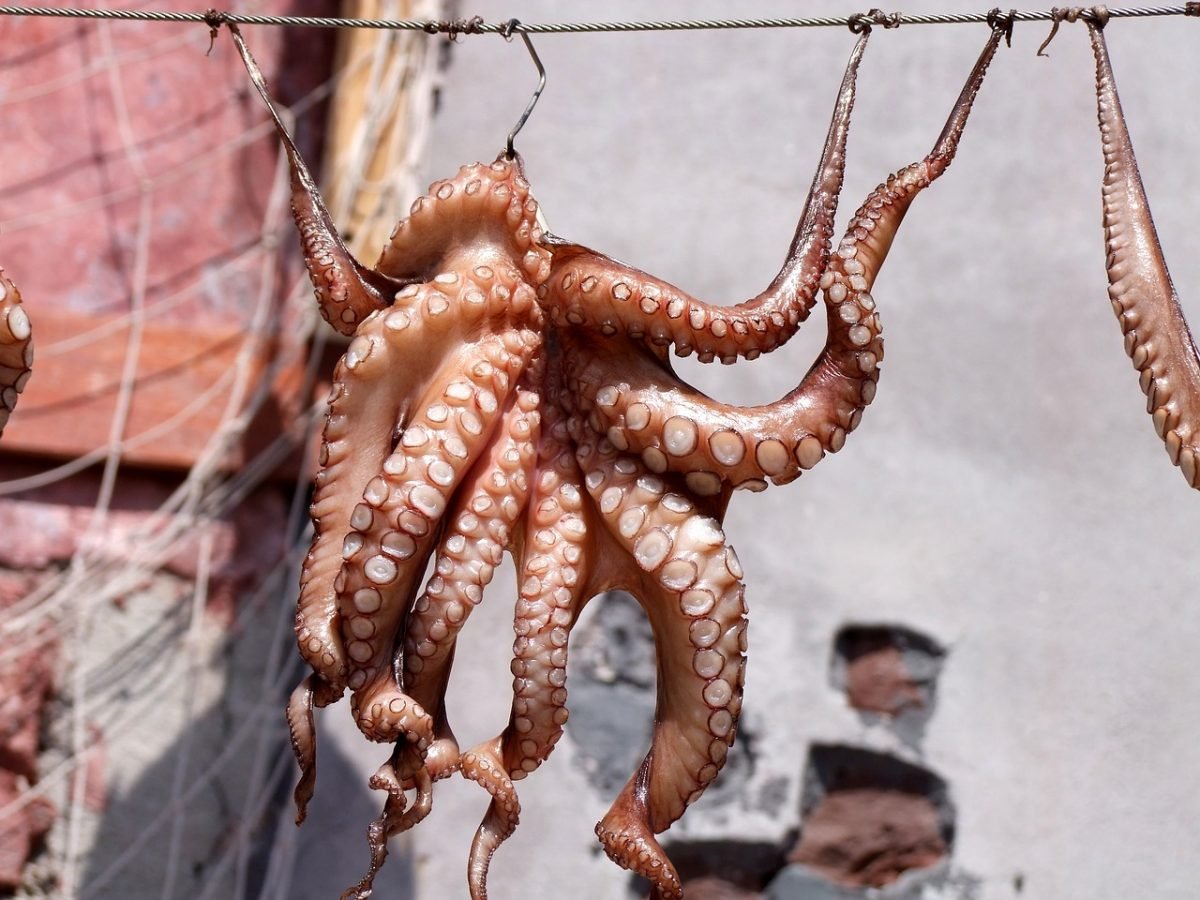 An octopus hanging up in a seafood market in Greece
