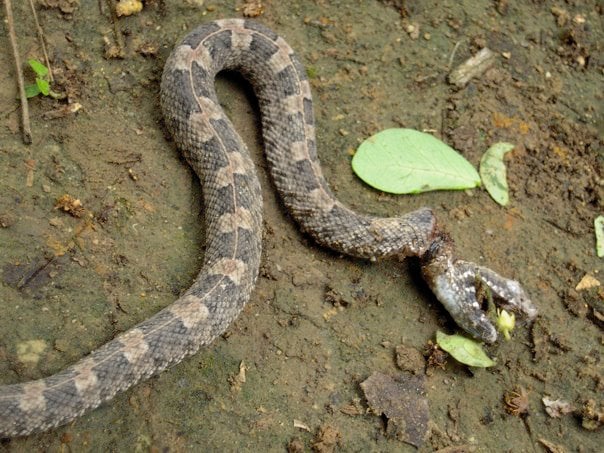 snakes of the amazon