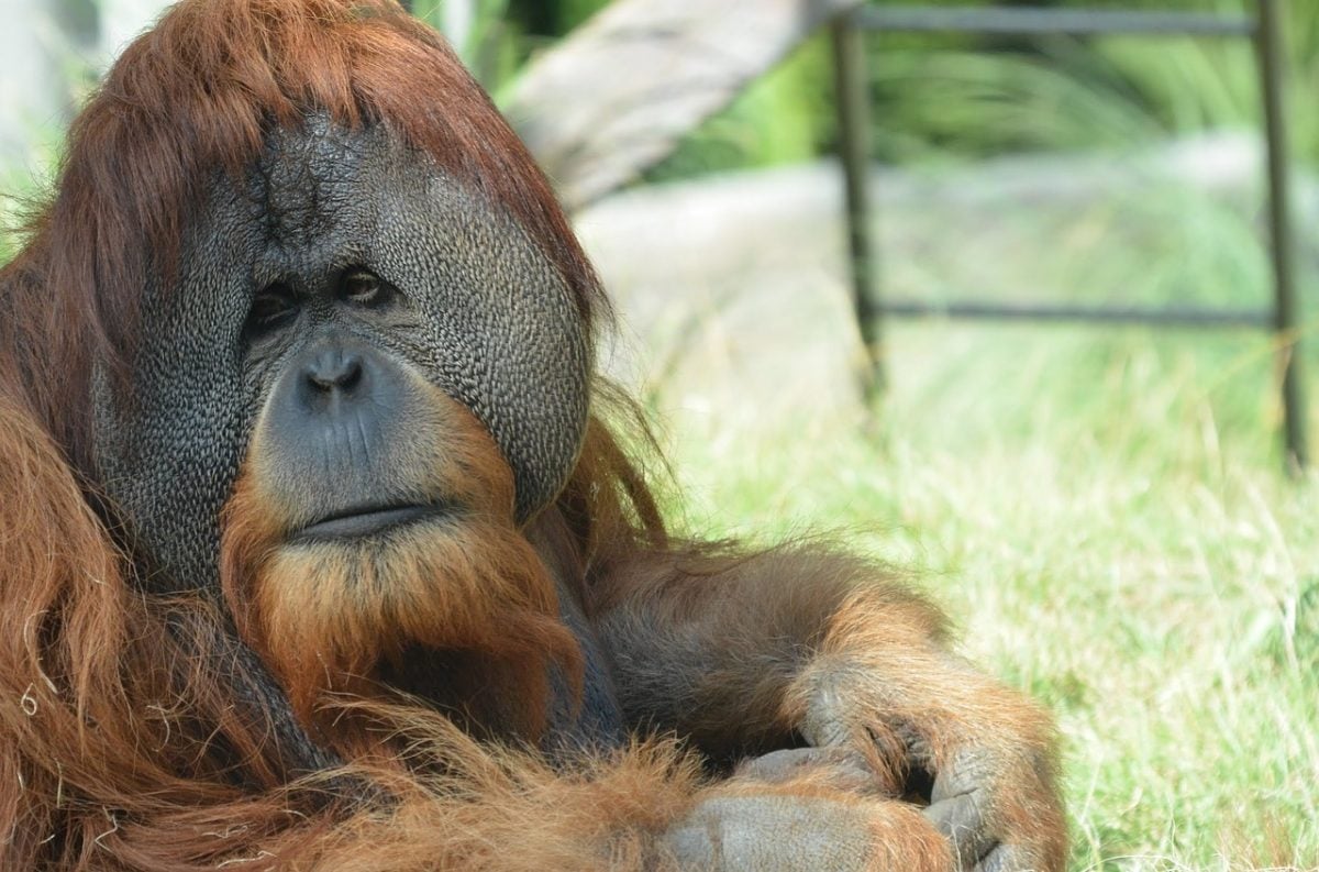 Orangutans in Sumatra