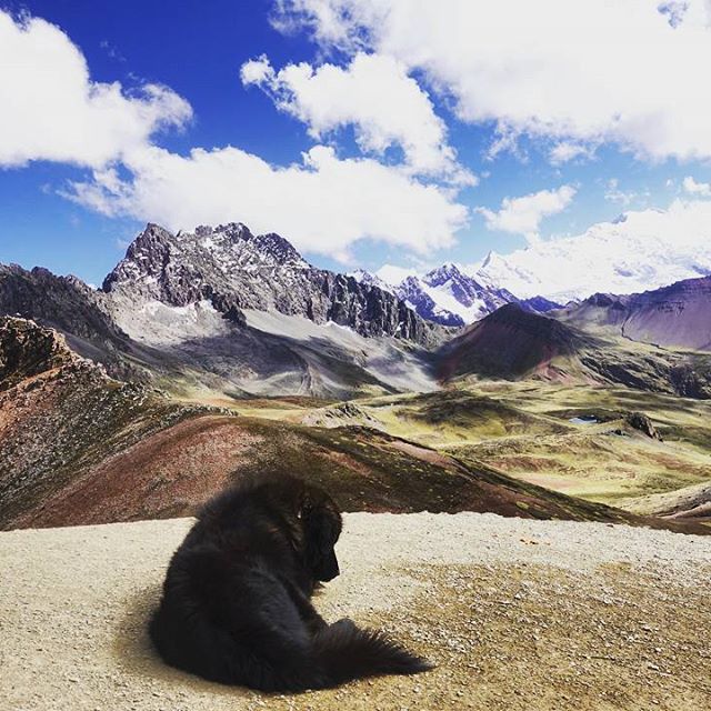 A dog watching the mountains in Peru