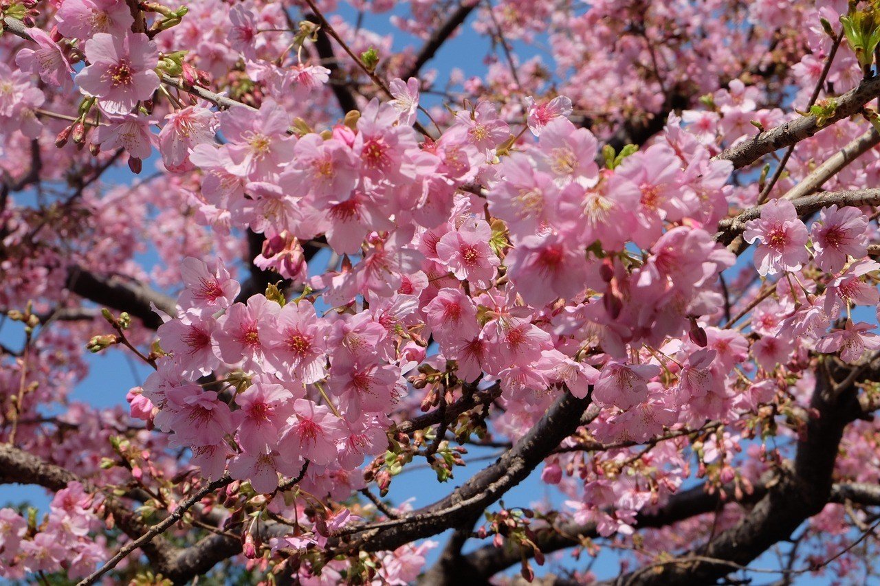 Cherry blossom trees in full bloom