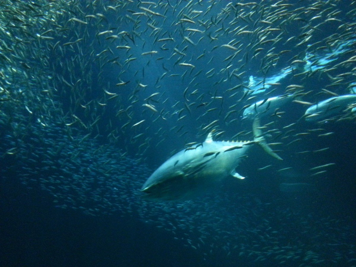 Scuba Diving in costa rica