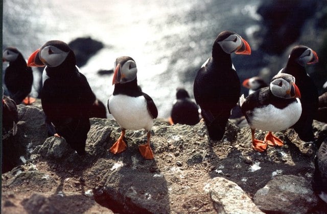 Atlantic puffin Shetlands