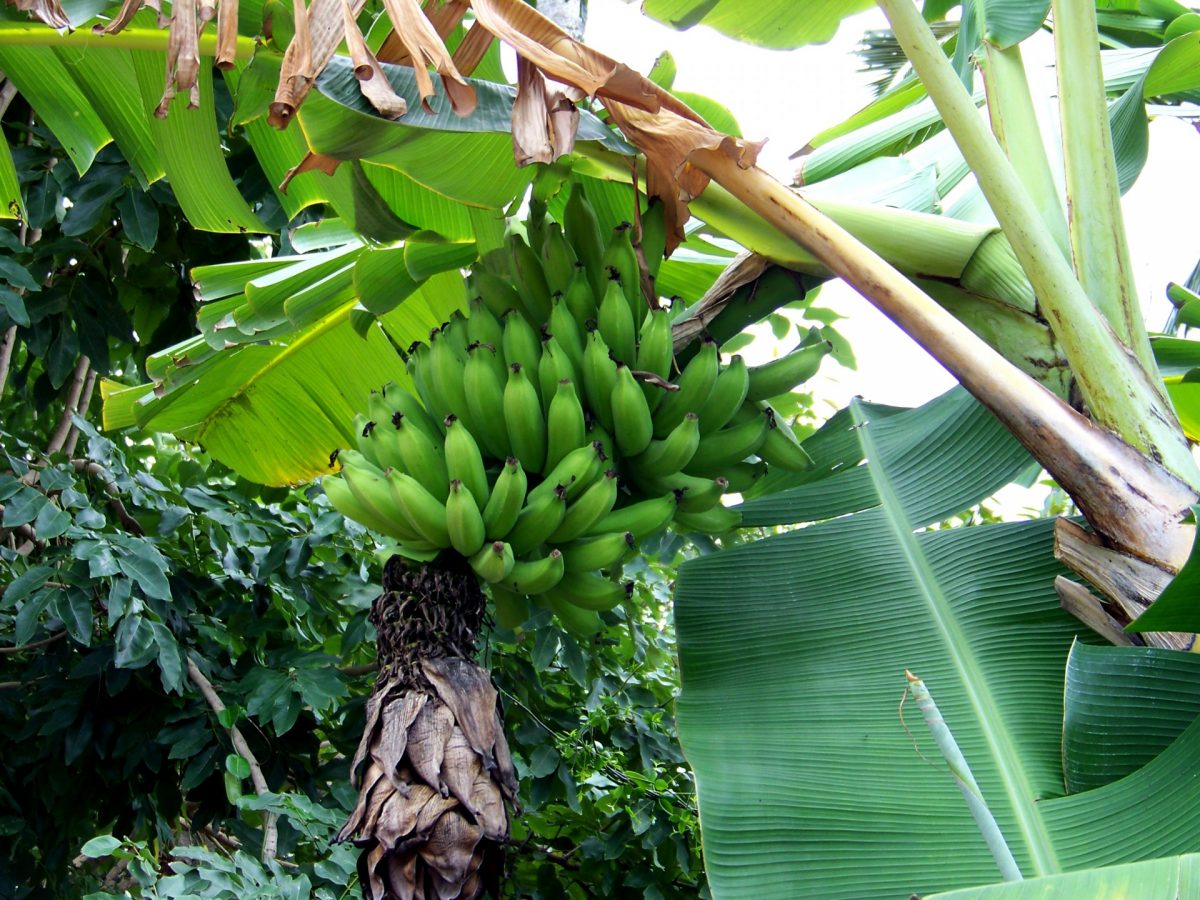 Ecuador banana plantations