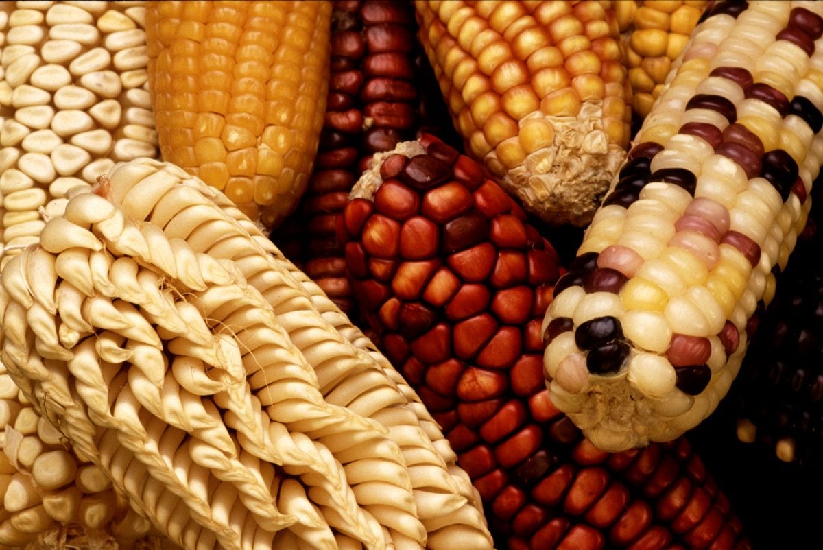 Corn festival ecuador