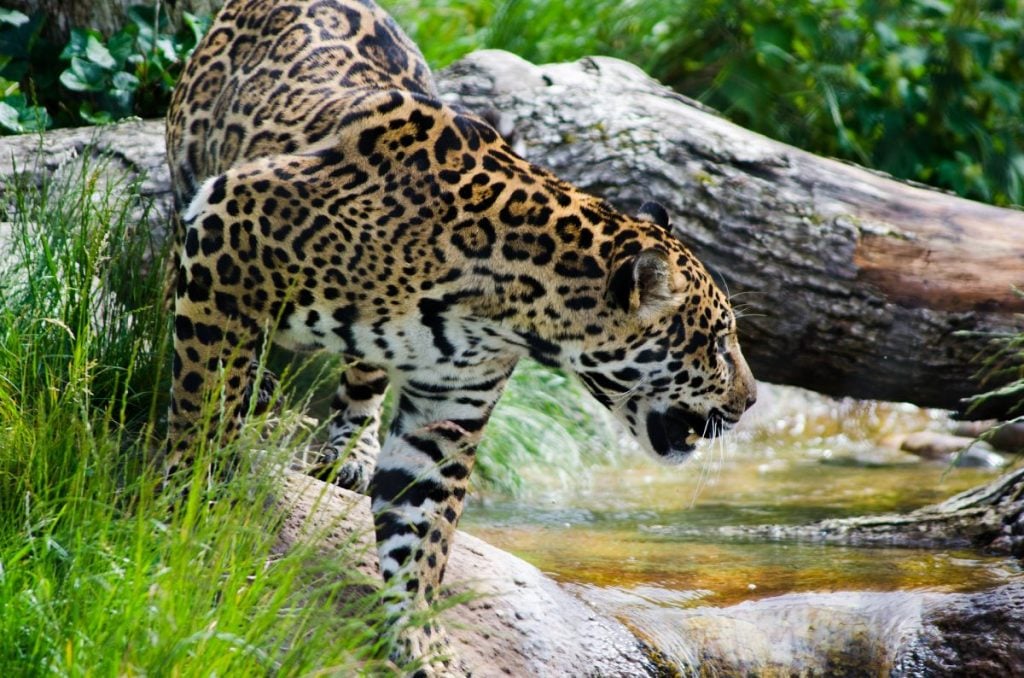 Jaguar growling in Amazon Rainforest of Brazil