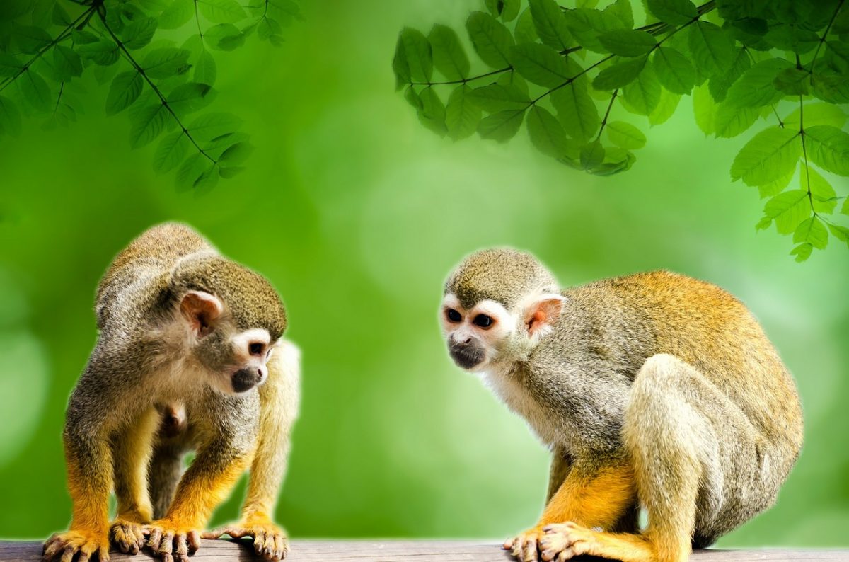 Monkeys in Peru bringing the squishy adorableness