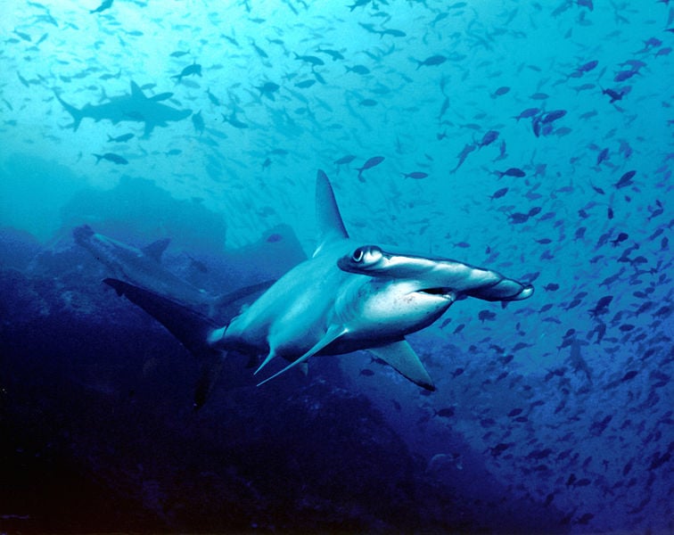 A hammerhead shark in clear water in French Polynesia. 