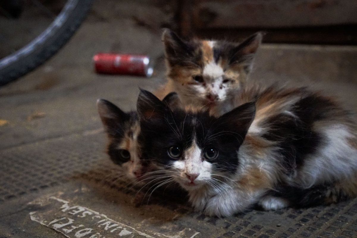 Stray cats in Morocco