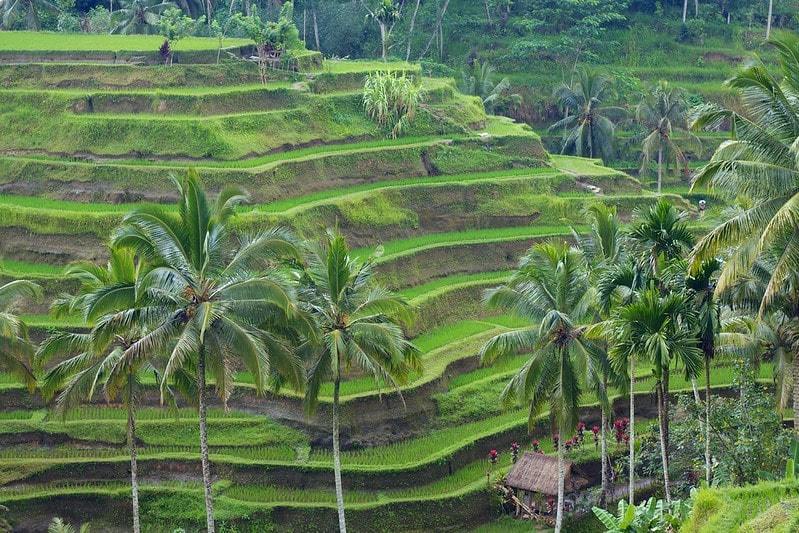 Tegallalang Rice Terraces