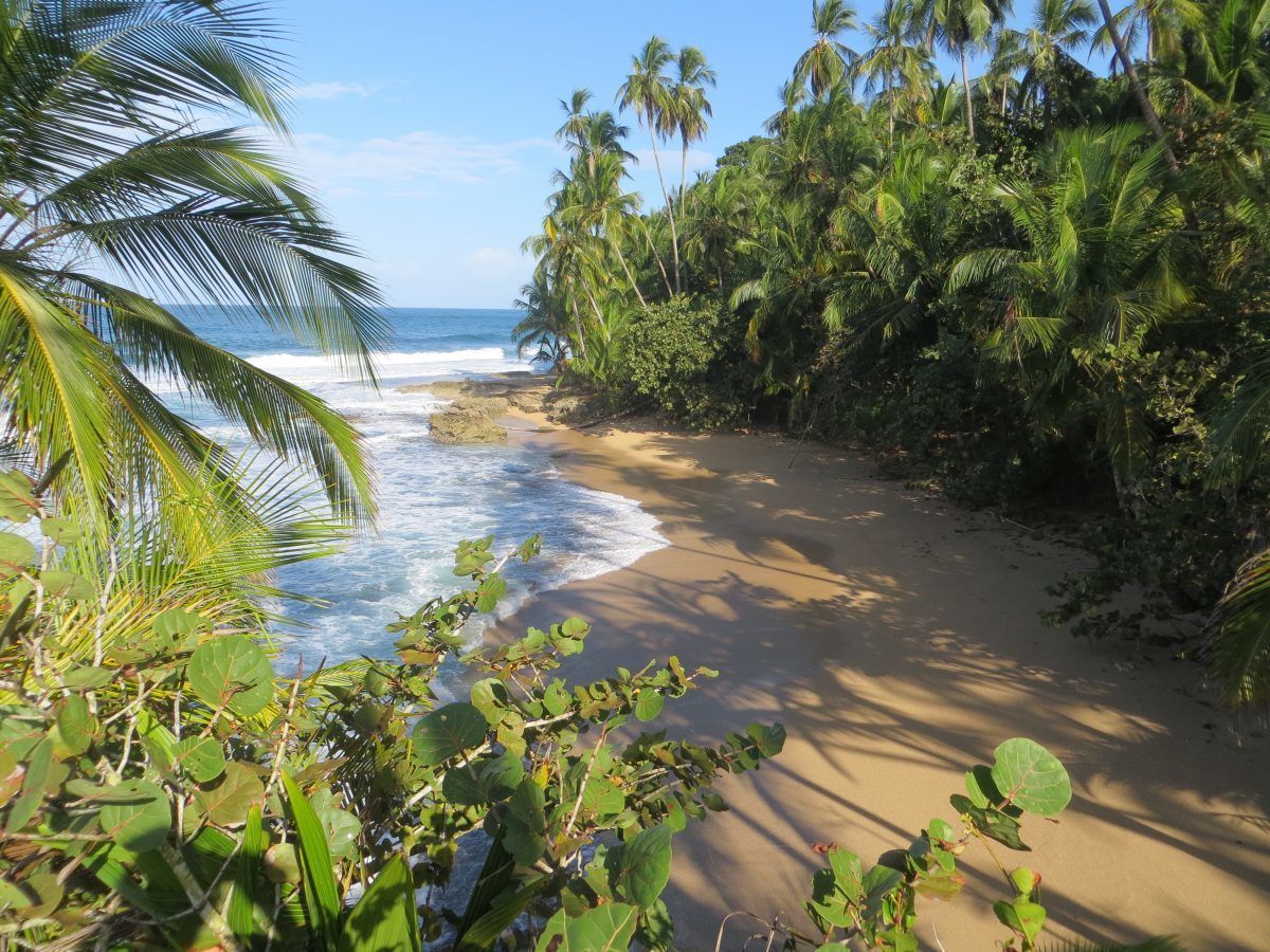 A small empty beach surrounded by jungle and palm trees