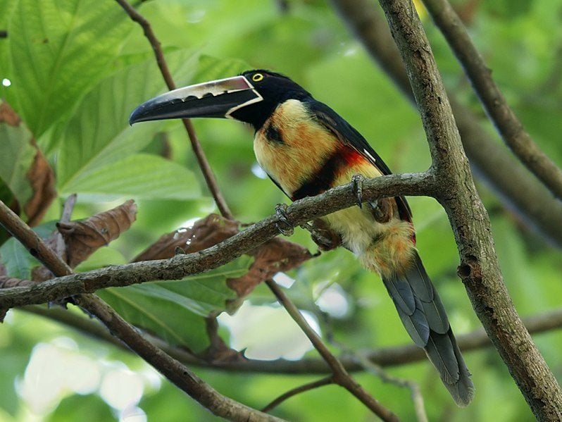 birds of costa rica