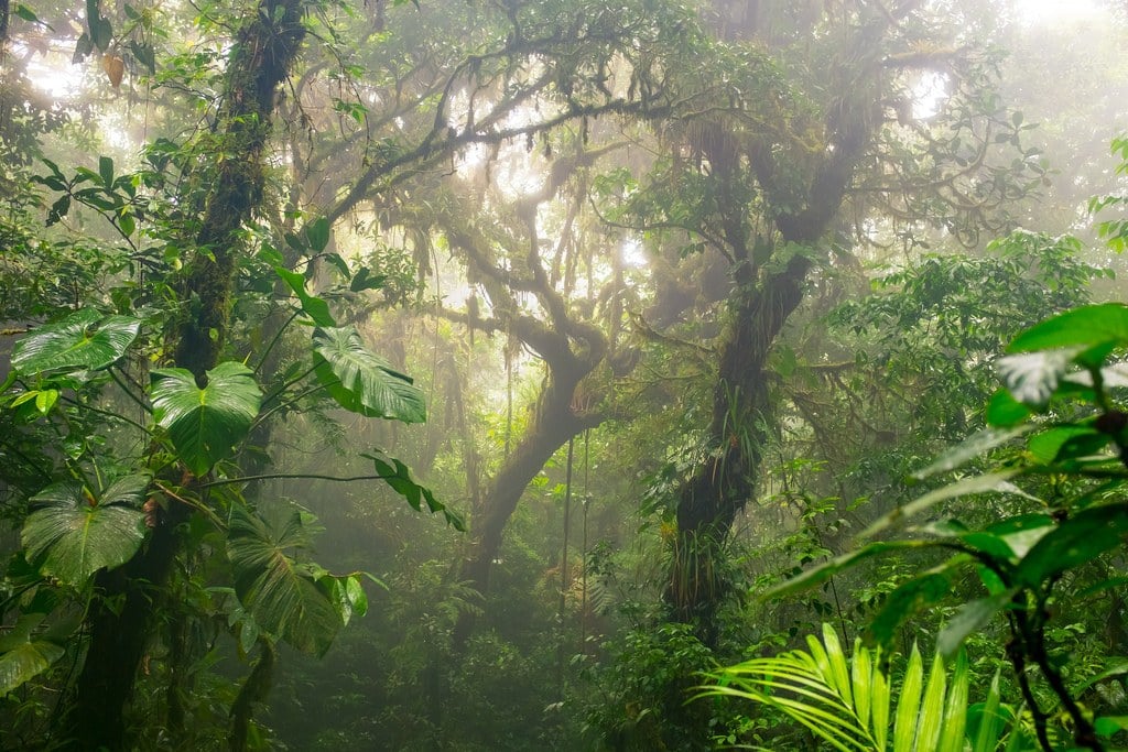 hiking in Monteverde cloud forest