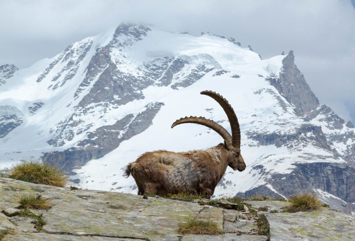 mountain ibex in the gran paradiso italy
