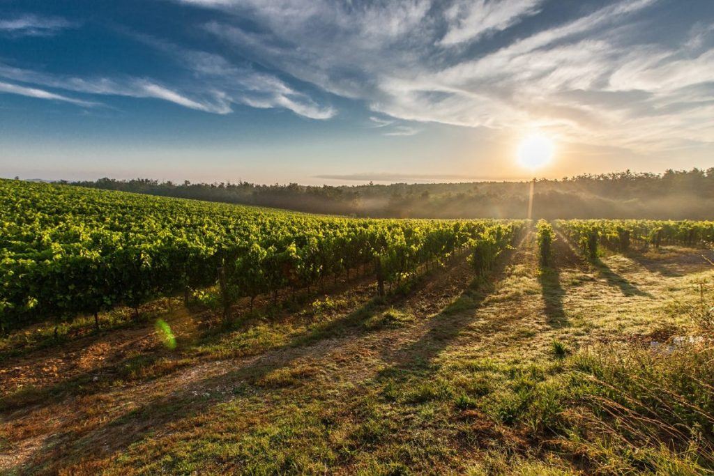 the vineyards of italy