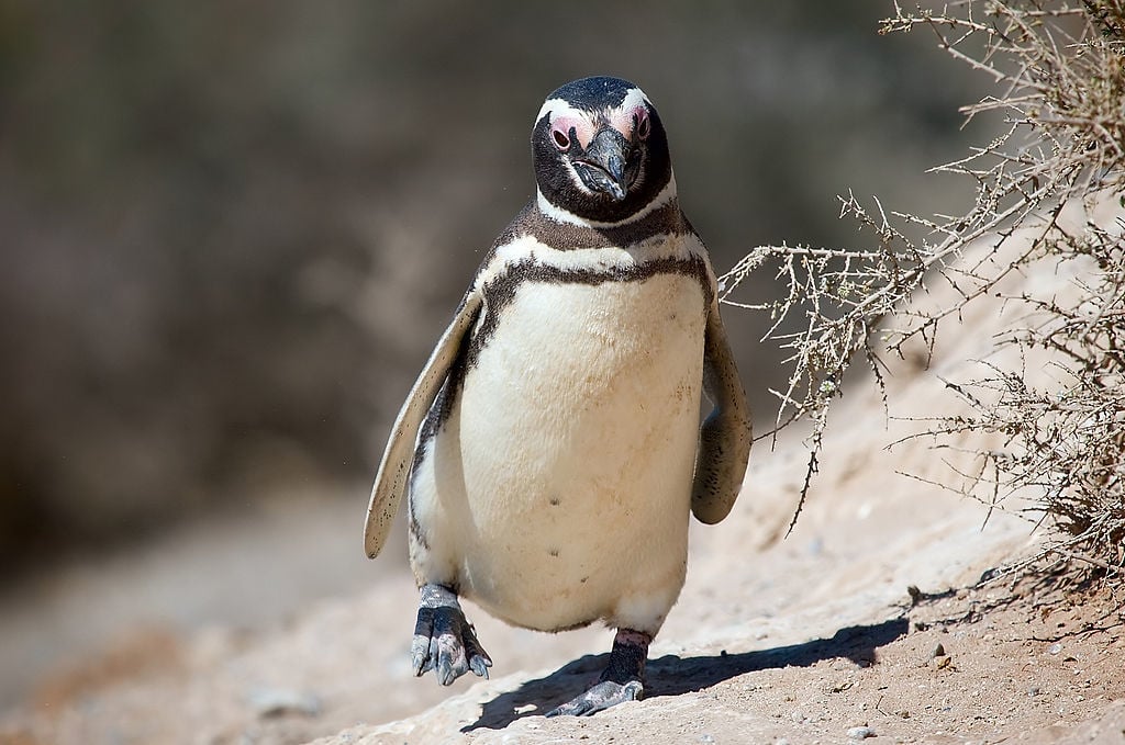 A magellanic penguin from the Valdes Peninsula argentina