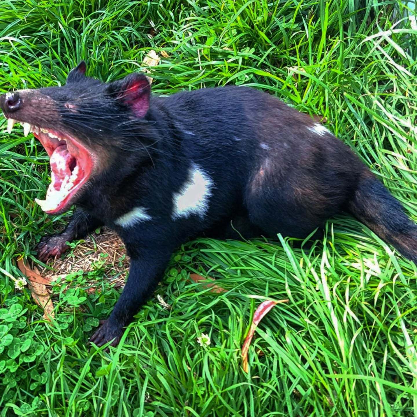 Tasmanian Devil