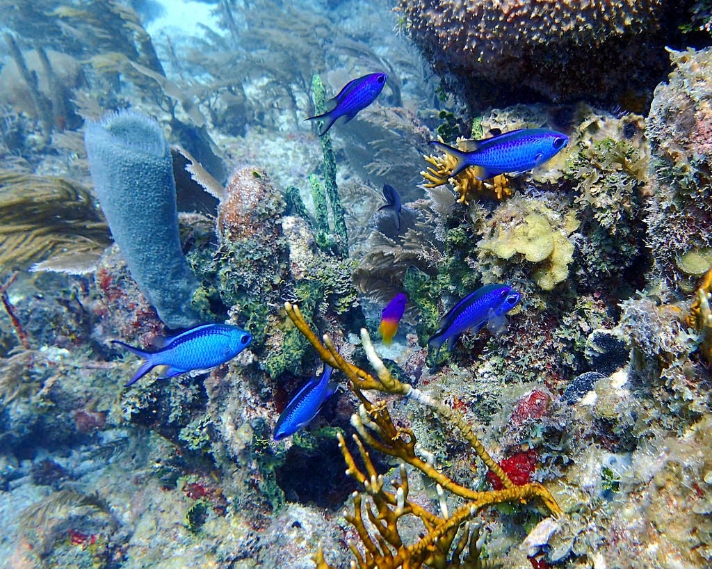 scuba diving in belize