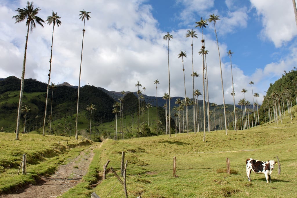 valle de cocora hike.