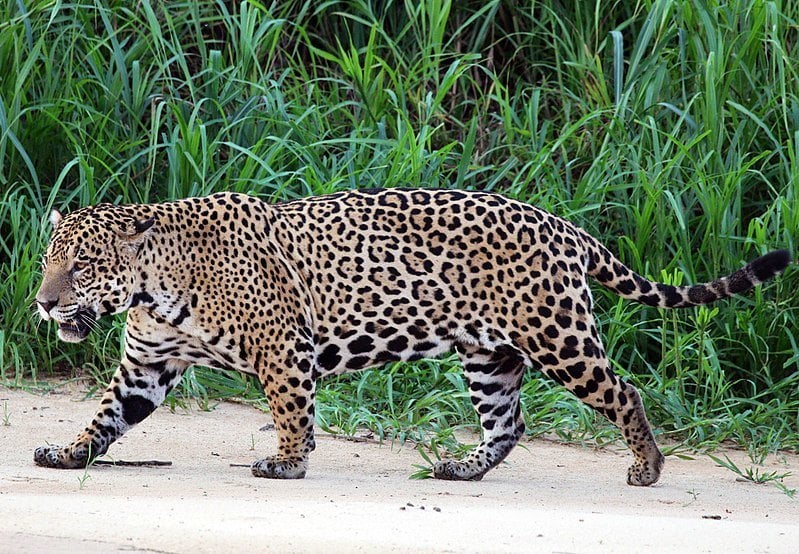 trekking in Belize