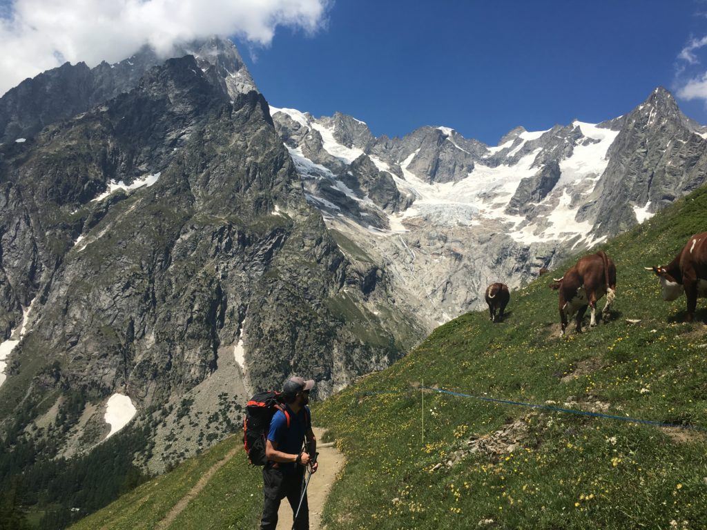 A man on hike, looking at the cows in the mountain