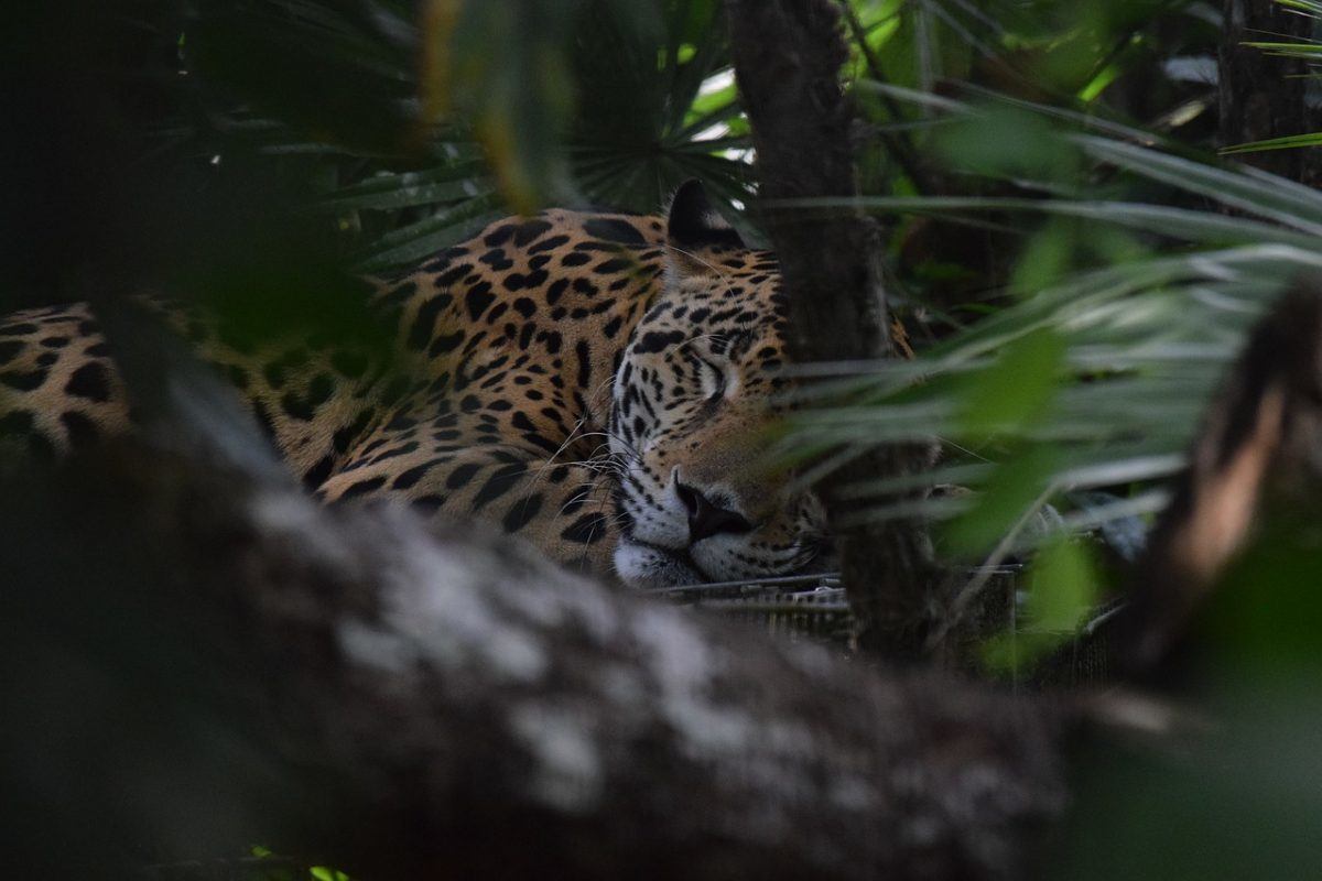 jaguars in central america