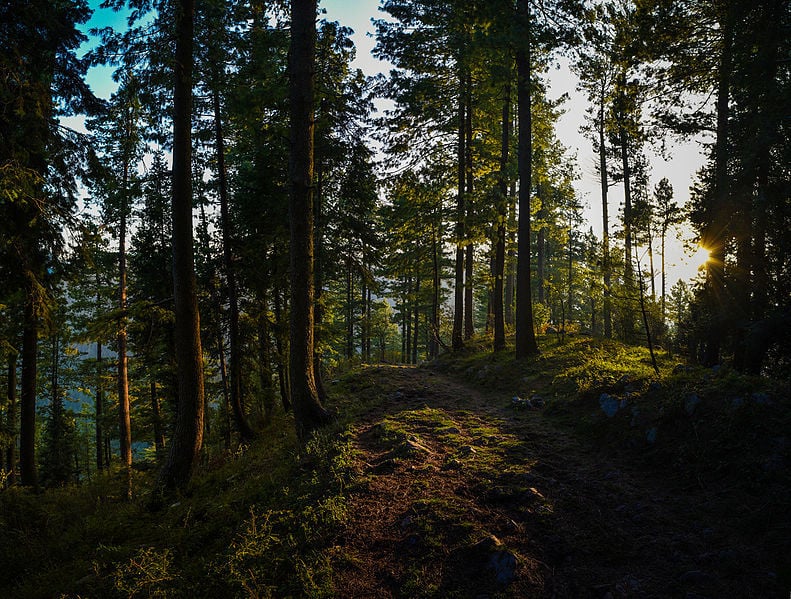 the woods of the Miranjani Track best hikes in pakistan