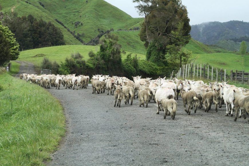 UPDATED: Backpacking New Zealand Travel Guide (2021 TIPS!) - New ZealanD Sheep 870x580