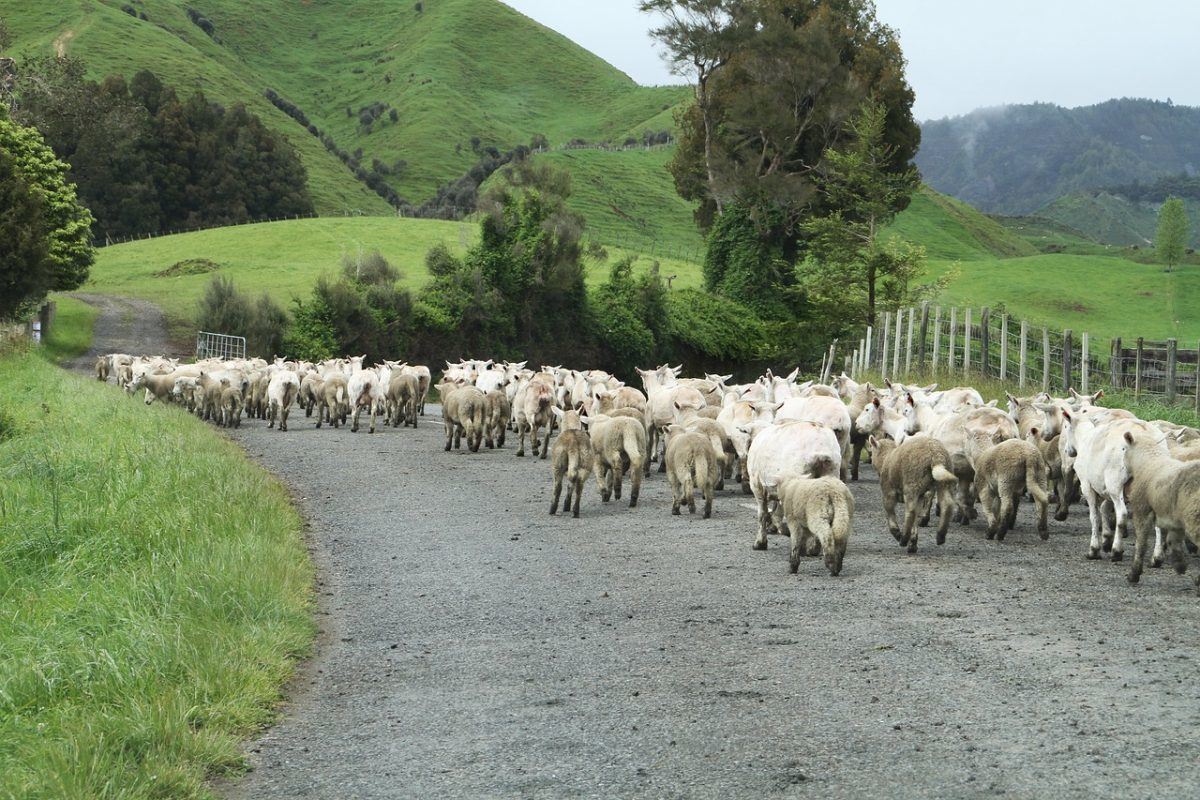 Sheep in New Zealand crowding a road