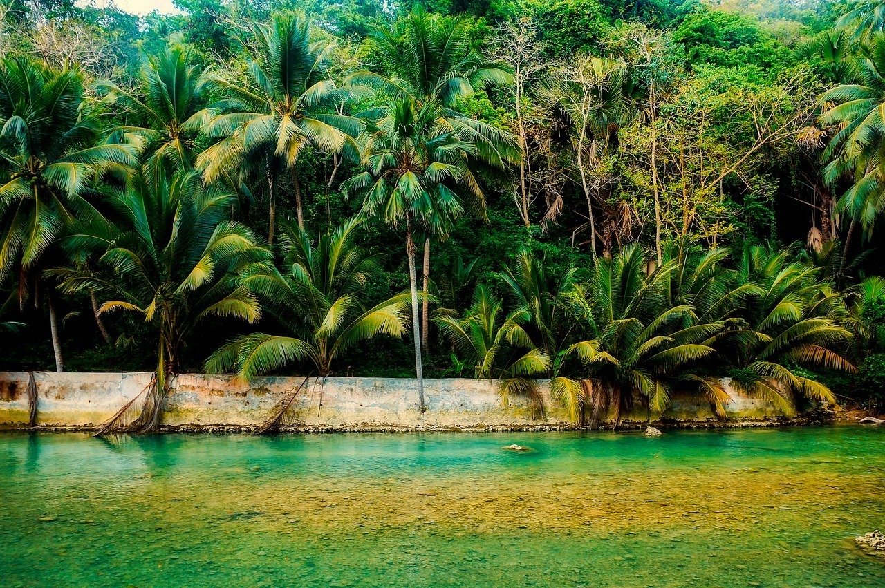 River and Palm Trees in the Philippines