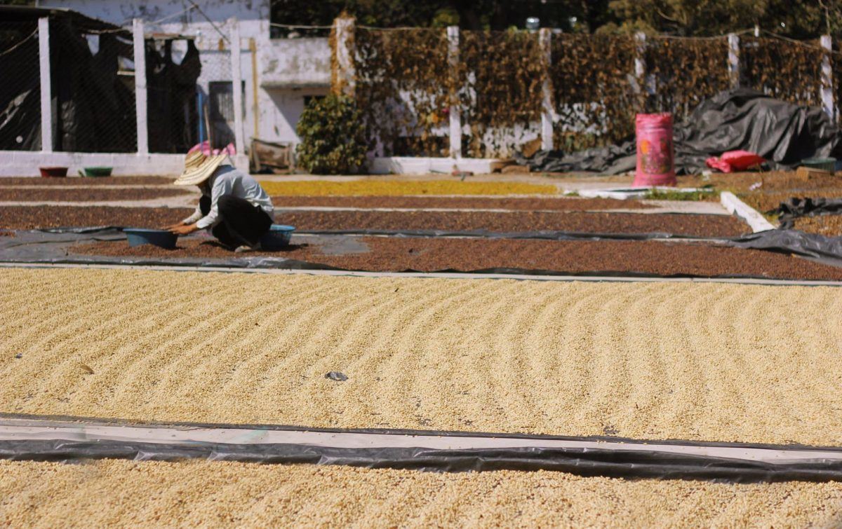 coffee in Guatemala