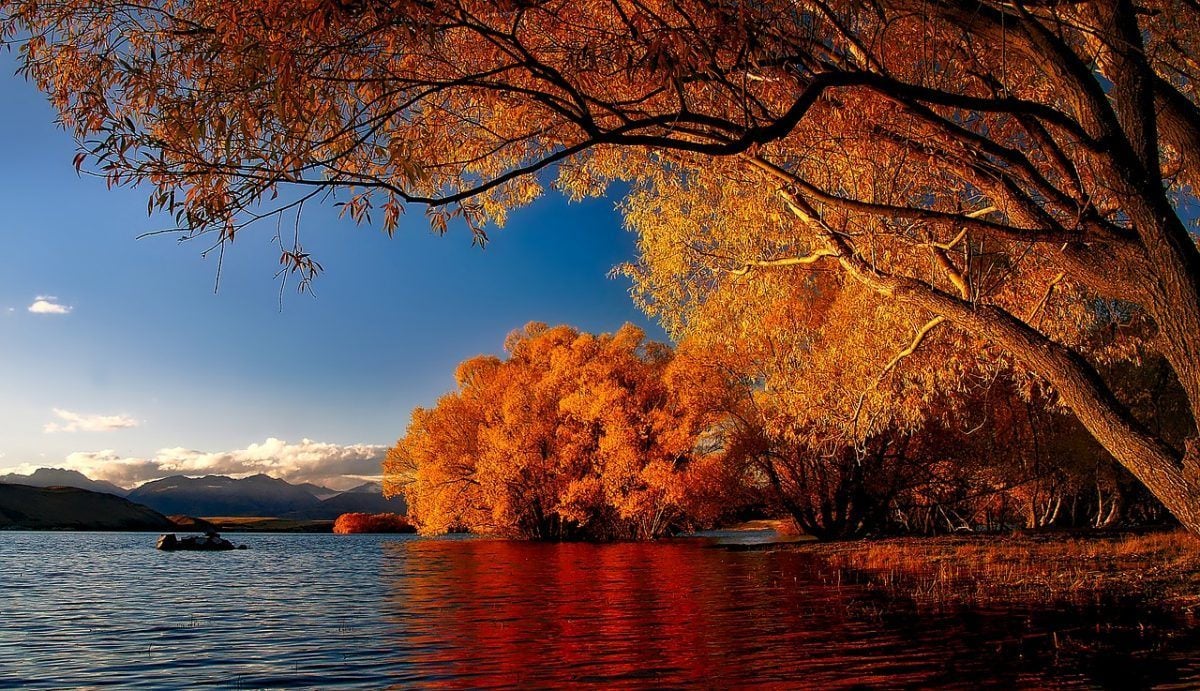 Lake Tekapo, New Zealand, in autumn - the best time to visit for pretty trees