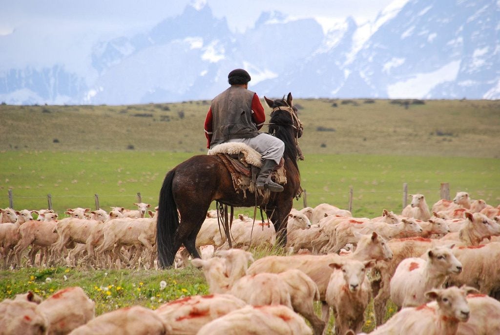 gaucho in patagonia with livestock