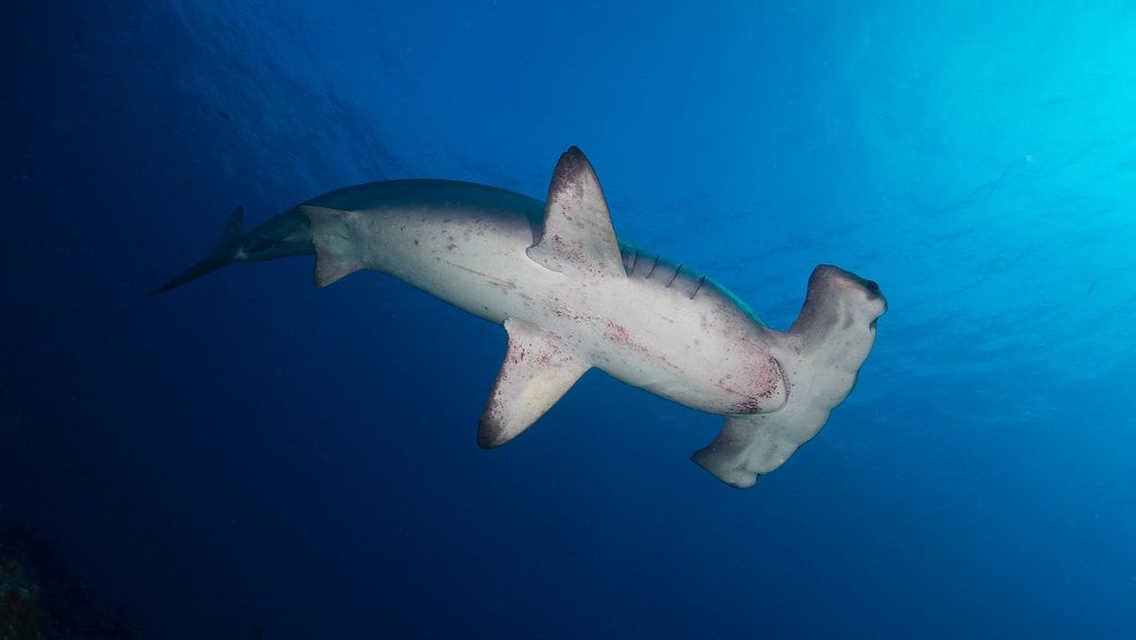 hammerhead, costa rica