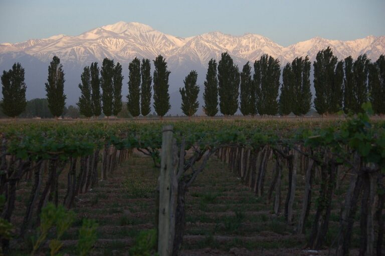 Where to Stay in Mendoza, Argentina (COOLEST Areas!)