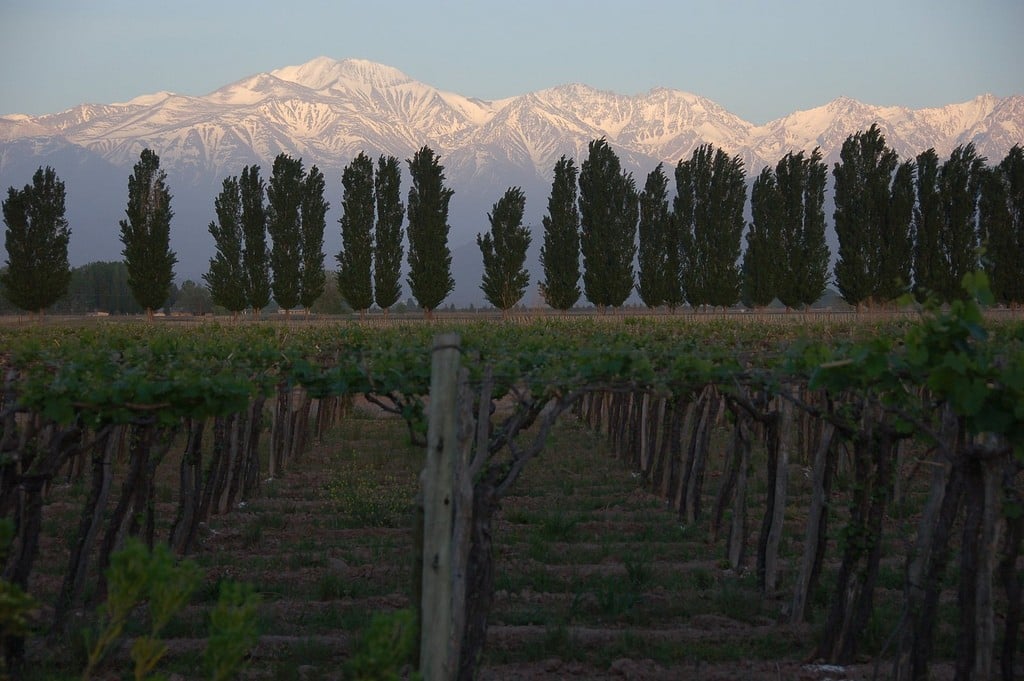 vineyards and mountains in mendoz argentina