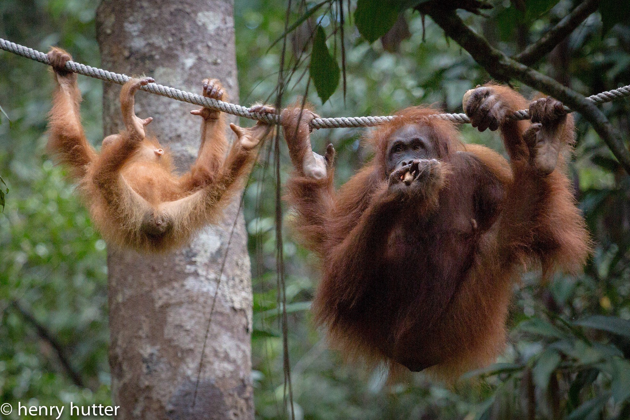 Orangutans in Malaysian Borneo at a sanctuary for endangered wildlife