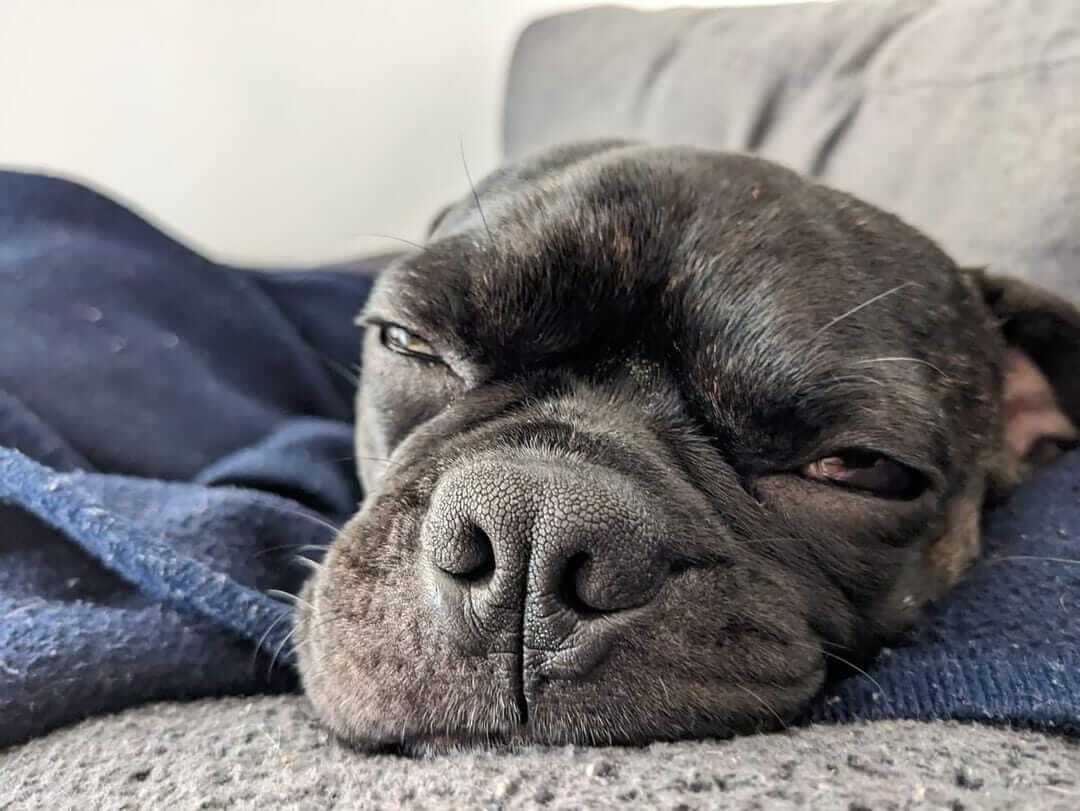 Dog falling asleep resting its head on the arm of a sofa 