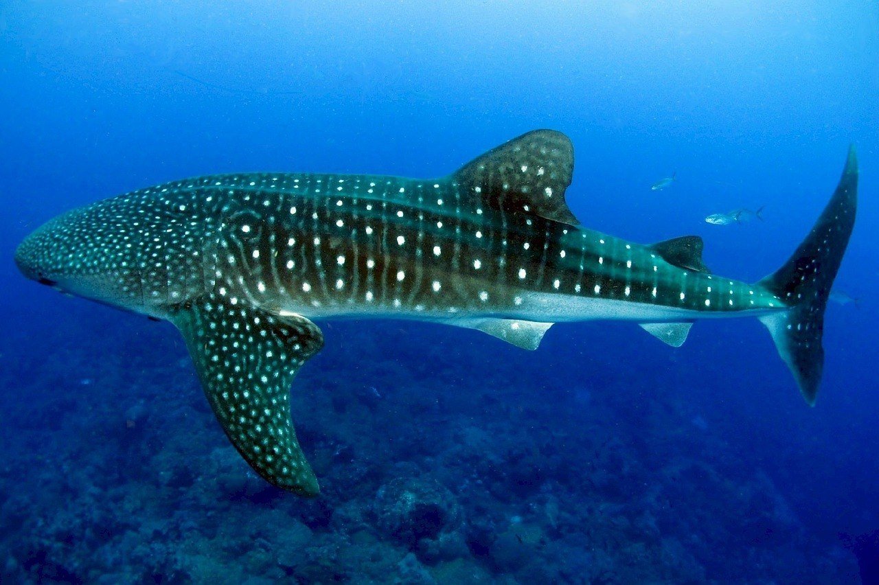 scuba diving in the Philippines