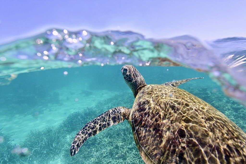 A green sea turtle swims toward the surface of turquoise water in the Cook Islands. 