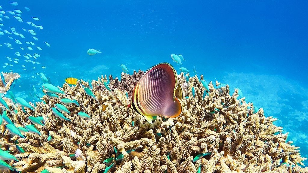 fish in the great barrier reef australia